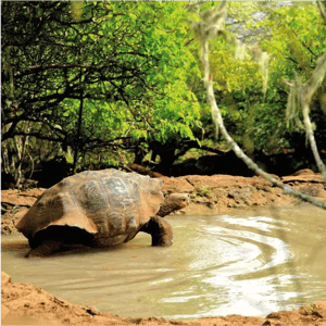 4-Day Northern Expedition | Galapagos Islands aboard Galapagos Legend
